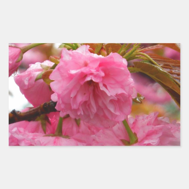 Hot Pink Cherry Blossom Flowers Sticker (Front)