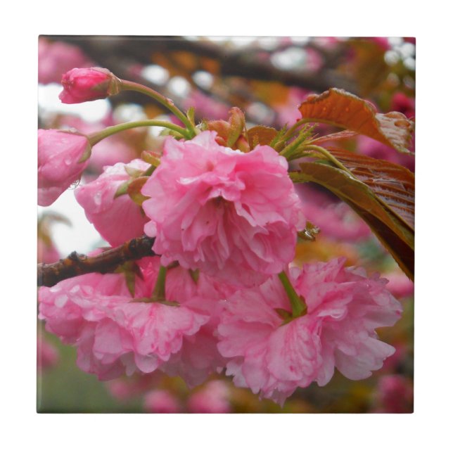 Hot Pink Cherry Blossom Flowers Tile (Front)