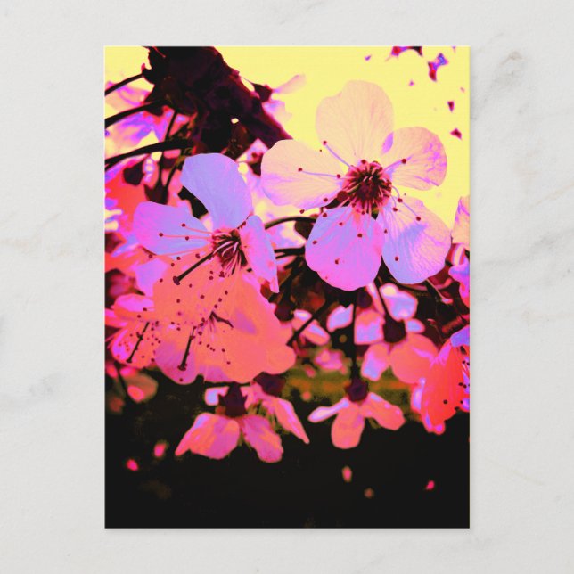 Hot Pink Cherry Blossom Postcard (Front)