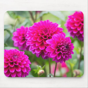 Hot Pink Dahlia Pompom Flowers Mouse Pad