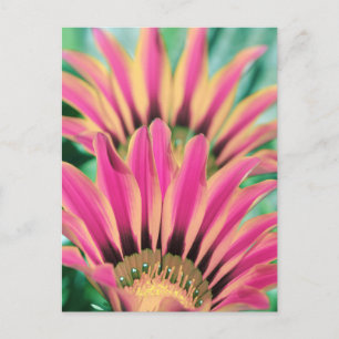 Hot Pink Daisy Petals  Postcard