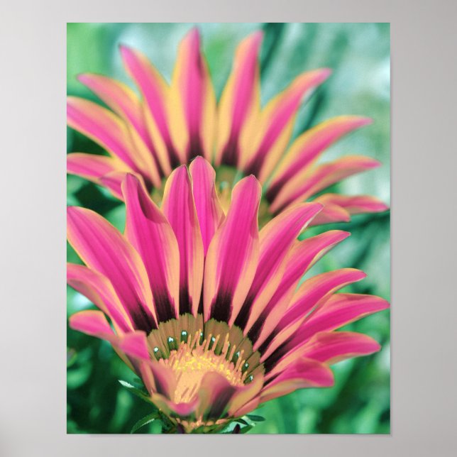 Hot Pink Daisy Petals Poster (Front)