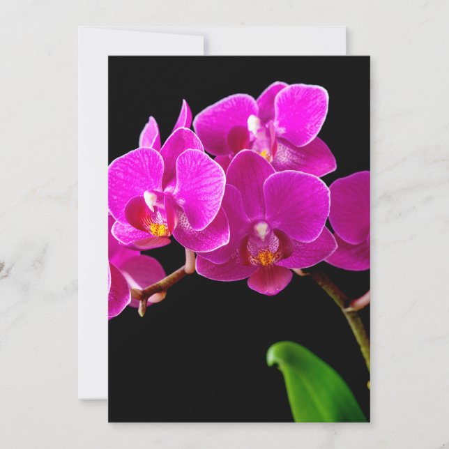 Hot Pink Dendrobium Orchid Flower Orchids Template (Front)