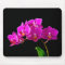 Hot Pink Dendrobium Orchid Flower Orchids Template