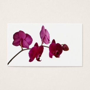 Hot Pink Dendrobium Orchid - Orchids Background