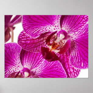 Hot Pink Dendrobium Orchid - Orchids Background Poster