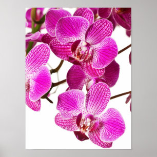 Hot Pink Dendrobium Orchid - Orchids Background Poster