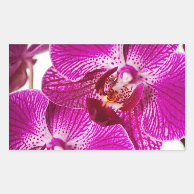 Hot Pink Dendrobium Orchid - Orchids Background Sticker (Front)