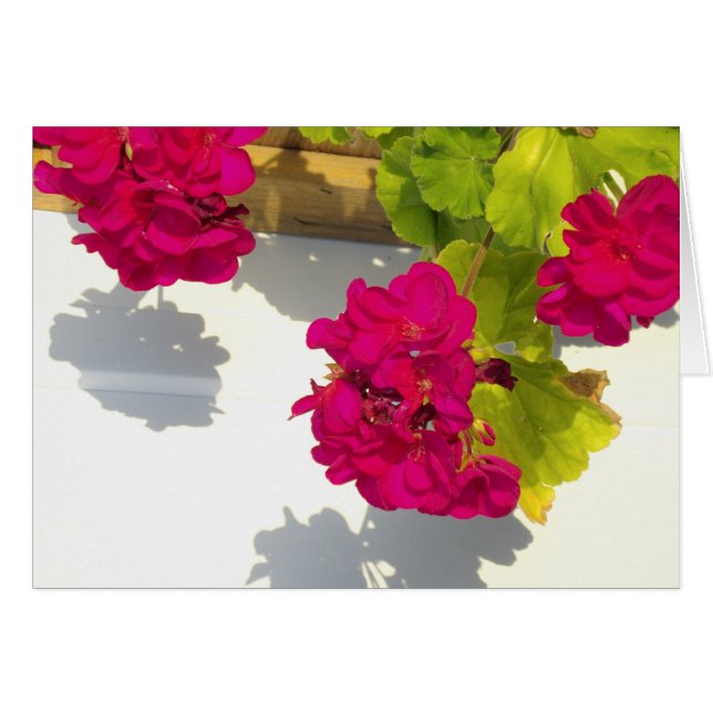 Hot pink florals red geraniums (Front Horizontal)