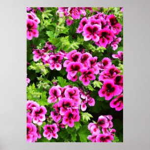 Hot Pink Geranium Flowers Growing On A Bush,   Poster