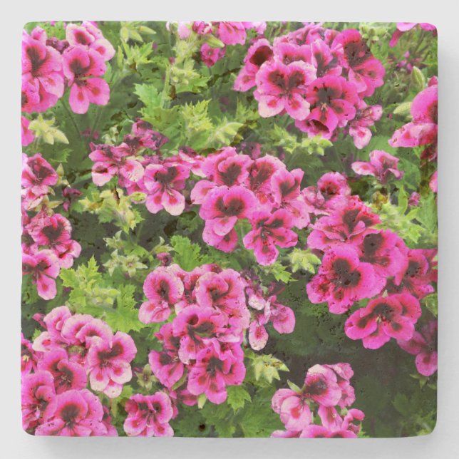 Hot Pink Geranium Flowers Growing On A Bush,   Stone Coaster (Front)