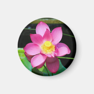 Hot Pink Lotus Flower Magnet