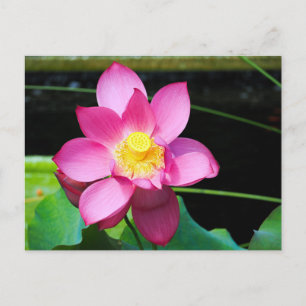 Hot Pink Lotus Flower Postcard