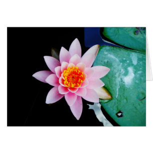 Hot Pink & orange lotus water lily flower