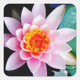 Hot Pink & orange lotus water lily flower Square Sticker