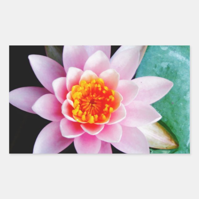 Hot Pink & orange lotus water lily flower Sticker (Front)