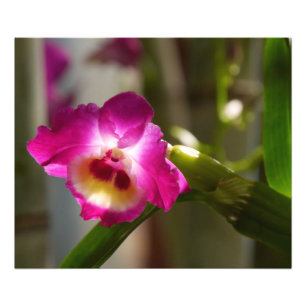 Hot Pink Orchid Print