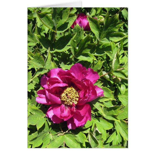 Hot Pink Peonie (Front)