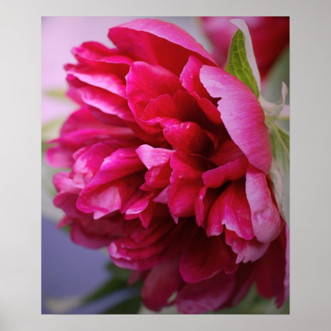 Hot Pink peony poster (Front)