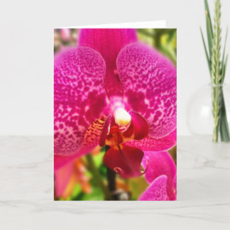 Hot Pink Phalenopsis Orchid Blank Greeting Card