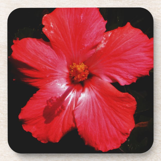 Hot Pink Red Hibiscus flower on Black Coaster (Front)