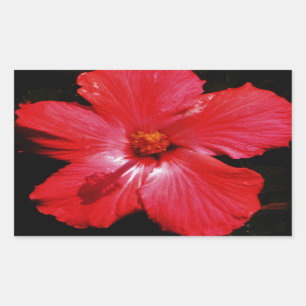 Hot Pink Red Hibiscus flower on Black Sticker