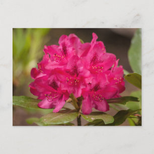 Hot Pink Rhododendron Floral  Flowers Postcards