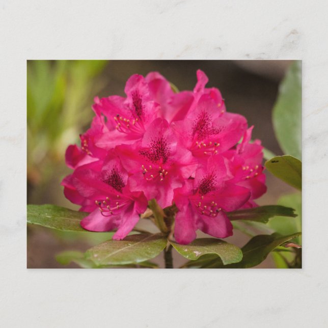 Hot Pink Rhododendron Floral  Flowers Postcards (Front)