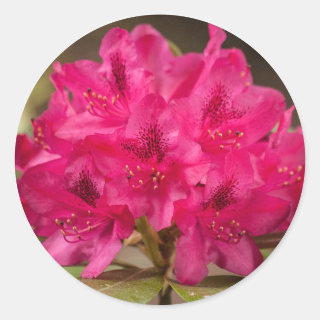 Hot Pink Rhododendron Flowers Custom Classic Round Sticker (Front)