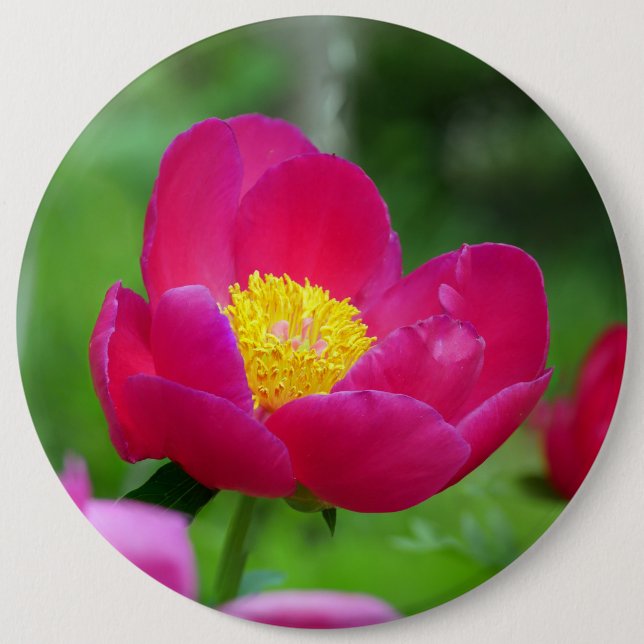 Hot Pink Rose 6 Inch Round Button (Front)