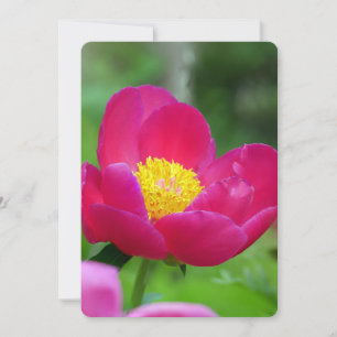 Hot Pink Rose Holiday Card
