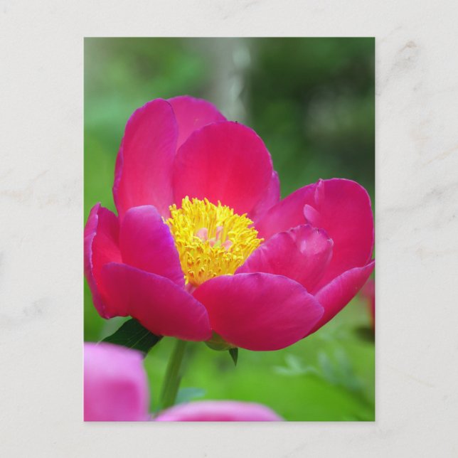 Hot Pink Rose Holiday Postcard (Front)