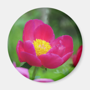 Hot Pink Rose Magnet