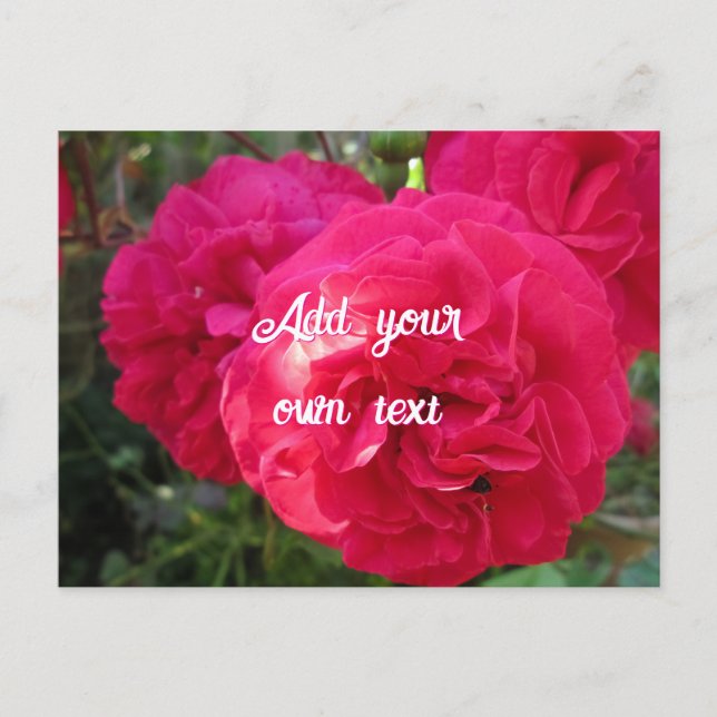 Hot Pink Roses - Personalized Postcard (Front)
