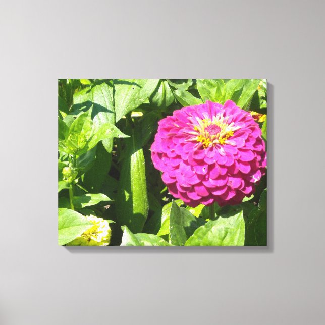 Hot Pink Zinnia Canvas Print (Front)