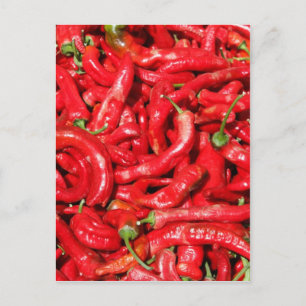 Hot Red Chili Peppers Outdoors in the Summer Sun Postcard