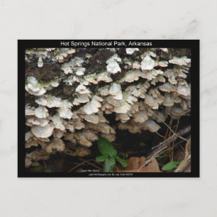 Hot Spings National Park, Arkansas Tree Fungus Postcard