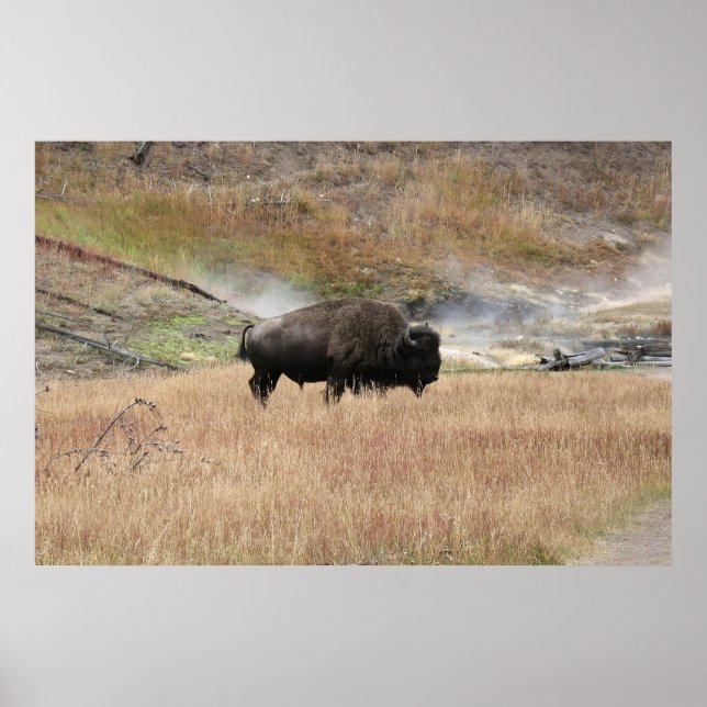 Hot Spring Bison Poster (Front)