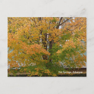 Hot Springs, AR Autumn Leaves Carte postale
