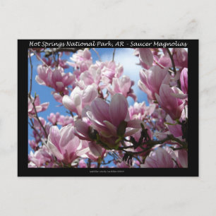 Hot Springs National Park AR Saucer Magnoia Gifts Postcard