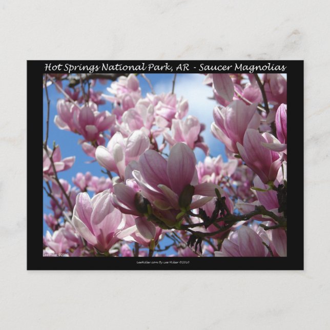 Hot Springs National Park AR Saucer Magnoia Gifts Postcard (Front)