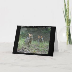 Hot Springs National Park, AR Wild Rabbits Gifts Holiday Card