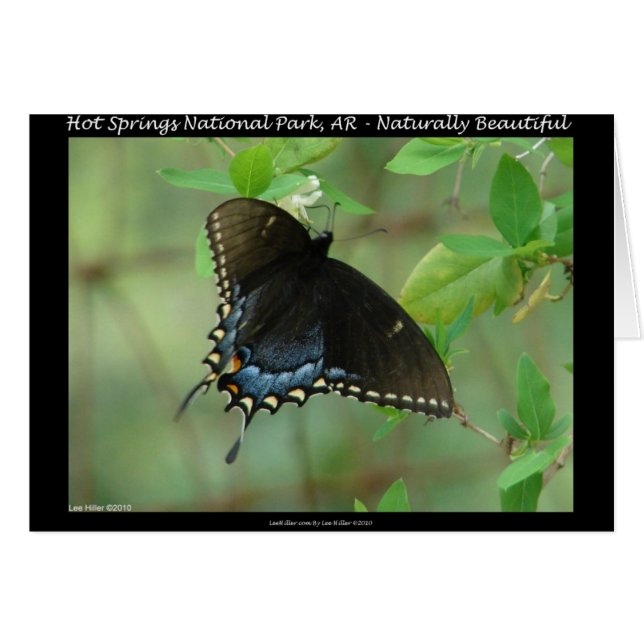 Hot Springs National Park Swallowtail Butterfly (Front Horizontal)