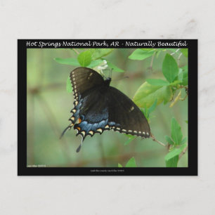Hot Springs National Park Swallowtail Butterfly Postcard