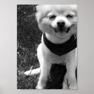 Hot Summer Doggy Days Poster