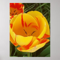 Hot Yellow Tulip Poster