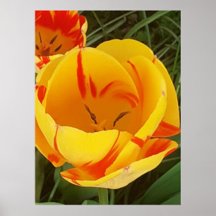 Hot Yellow Tulip Poster