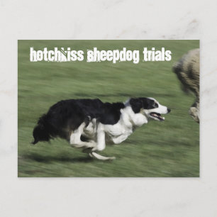 Hotchkiss Sheepdog Trials Postcard