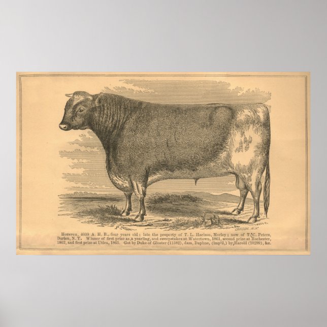 Hotspur, First Prize Bull at Utica, 1863 Poster (Front)
