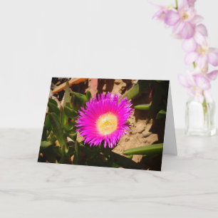 Hottentot Fig Ground Creeping Ice Plant Card